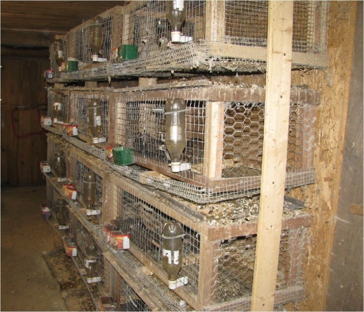 Classy Bedroom : Building A Simple Quail Cage Florida Hillbilly Johnny Quail Housing Plans Picture