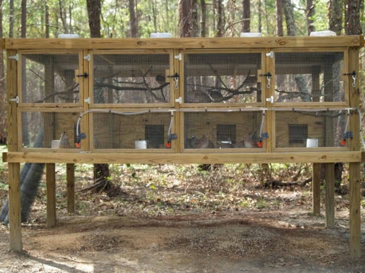 Great Bedroom : Diy Quail Cage Plans N Housing Modern Johnny House Recall Quail Housing Plans Picture