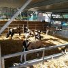Calf Housing Plans