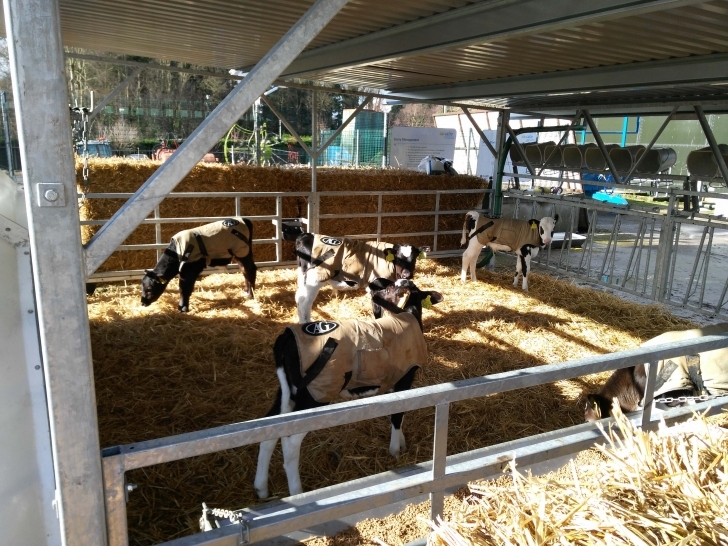 Interesting New Housing Developments For Calves | Department Of Agriculture Calf Housing Plans Photo