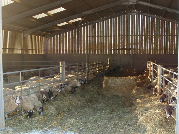 Picture of Apartments : Building Extra Calf Housing Youtube Calf Housing Plans Image
